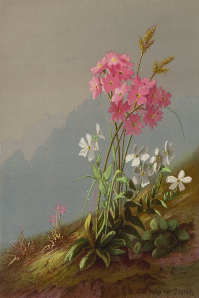 Mountain Flowers by Helga von Cramm